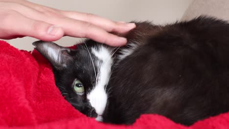 A-Hand-Is-Touching-A-Bicolor-Cat-Resting-On-Red-Blanket-Inside-The-House---close-up