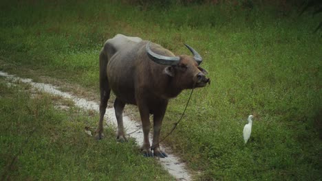 Buffalo-standing-on-trail-among-grass-with-white-egret-near-him