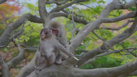 Japanische-Makakenmutter-Und-Kind-Im-Baum