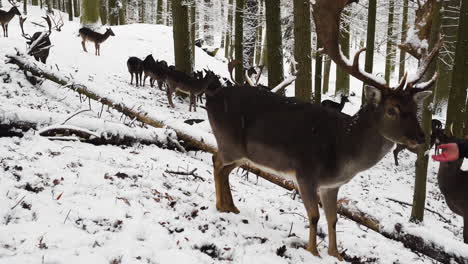 Fallow-deer-stag-being-fed-while-grazing-with-the-herd,winter-forest