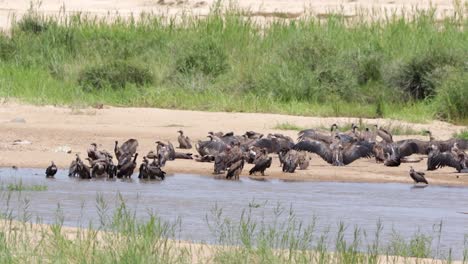 A-committee-of-Vultures-bathes-in-river-and-dries-in-African-sunshine