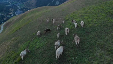Aerial-drone-shot-of-wild-animals-grazing-on-the-mountain