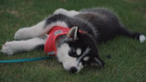 Cute-Siberian-Huskey-Puppy-Dog-Laying-on-Racetrack-Infield-Grass