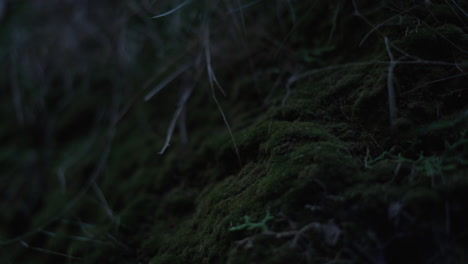 Slow-pan-shot-of-natural-green-mossy-forest-landscape-during-evening