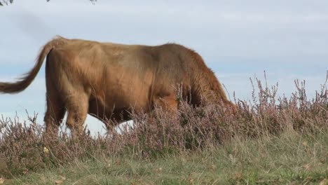 Highland-Cattle-Grazing-Alone-At-The-Field-On-A-Bright-Windy-Day