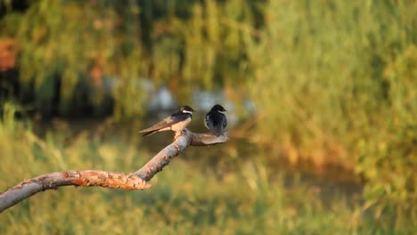 Two-White-Throated-Swallow-Birds-Perch-on-Branch-and-Fly-Away-Together