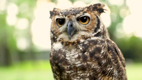 Close-up-of-the-face-of-a-Great-Horned-Owl