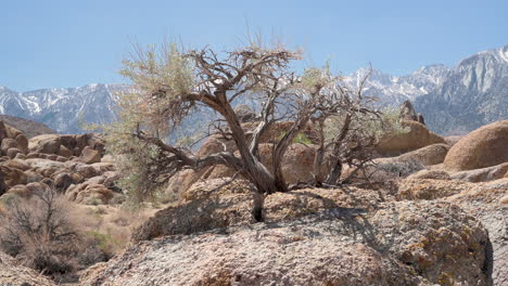 Close-up-of-small,-gnarled-desert-tree-blowing-in-wind