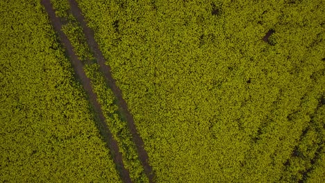 Aerial-flyover-blooming-rapeseed-field,-flying-over-lush-yellow-canola-flowers,-idyllic-farmer-landscape-with-high-voltage-power-line,-overcast-day,-birdseye-drone-shot-moving-forward