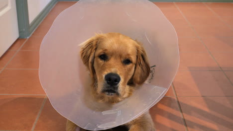 Laying-Golden-Retriever-Pup-Wearing-Protective-Elizabethan-Cone-Collar