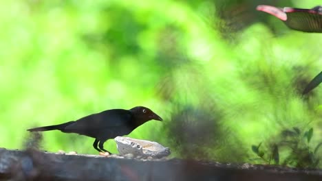 Grackle-bird-eats-seeds-from-a-shell-dish-in-Florida