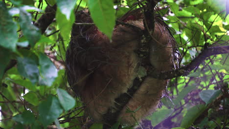 Sloth-arboreal-Neotropical-xenarthran-mammals-resting-on-a-tree-in-Costa-Rica-Central-America-tropical-rainforest-jungle