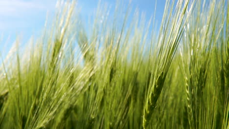 Junge-Reife-Weizenähren-Im-Frühling-Auf-Dem-Feld-An-Sonnigen-Tagen