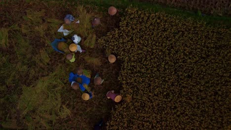 Aerial-top-down-view-of-workers-in-traditional-rice-hats-harvesting-rice