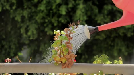 Watering-plants-from-red-plastic-container-on-nice-sunny-day-and-hot-weather