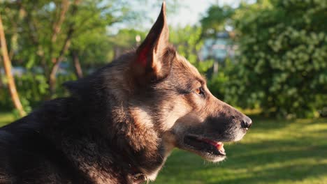 Happy-domestic-dog-enjoy-sunlight-in-home-backyard,-close-up-orbit-view