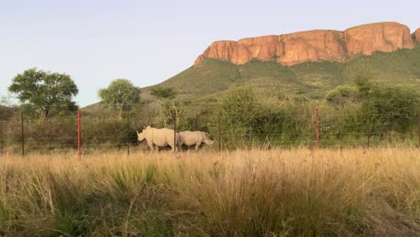 Un-Par-De-Rinocerontes-Blancos-Africanos-Vistos-A-Través-De-La-Valla-En-El-Parque-Nacional-De-Sudáfrica-Con-Una-Montaña-Al-Fondo