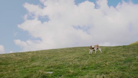 Static-wide-shot-of-italian-brown-and-white-cow-grazing-on-pasture-on-top-of-mountain-against-clouds-and-blue-sky-in-summer