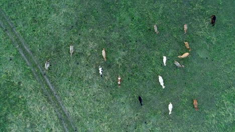Top-view-of-cows-in-the-field-running