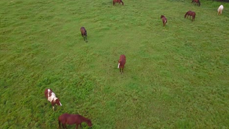 Aerial-view-of-horses-grazing-in-a-pasture-by-Malaekahana-State-park