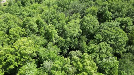 Aerial-revealing-shot-of-thick-lush-green-forest-environment,-wide