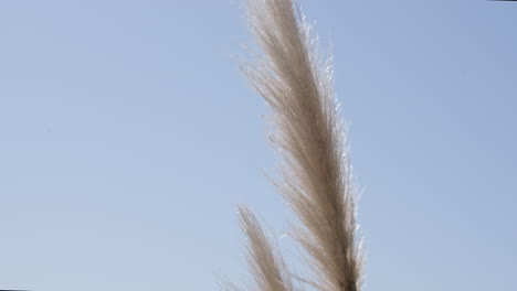Slow-motion-close-up-of-pampas-flower-with-coastal-background-on-sunny-day