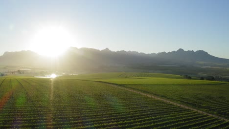 Luscious-aerial-landscape-of-green-vineyards-at-sunrise,-blue-mountains-background,-Stellenbosch-Cape-Town