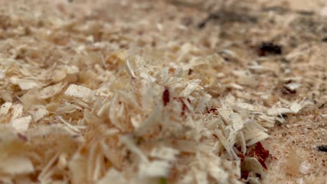 Macro-shot-of-bright-sawdust-wood-shavings-after-sawing-trees-with-chainsaw