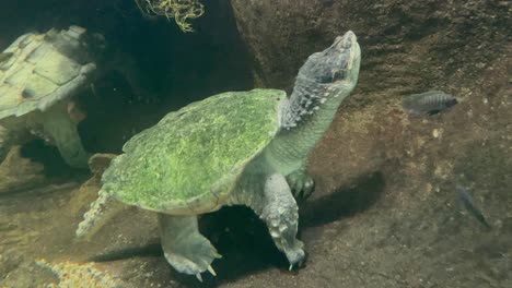 Turtle-resting-underwater-in-an-aquarium