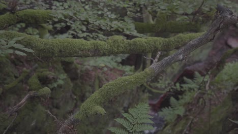 Hermoso-Bosque-Verde-Con-Musgo-Que-Cubre-Las-Ramas-De-Los-árboles-Y-Suelo-Húmedo-En-Escocia,-Reino-Unido