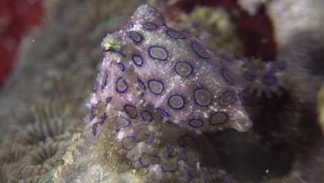 blue-ringed-octopus-crawling-over-coral-reef-at-night-showing-vivid-blue-rings