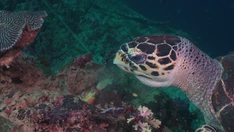 Nahaufnahme-Einer-Karettschildkröte,-Die-Sich-An-Einem-Korallenriff-Auf-Den-Philippinen-Von-Einem-Schwamm-Ernährt