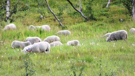 Gruppe-Wilder-Schafe,-Die-Zwischen-Hohen-Graslandfeldern-Im-Freien-Auf-Einem-Hügel-Grasen