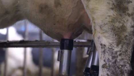 Close-up-of-milking-robot-laser-scanning-position-of-udder-from-cow-and-milking-the-milk