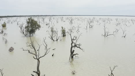 Aerial-shot-of-Lake-with-dead-trees-in-the-water,-close-to-water