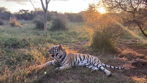 Majestätischer-Tiger,-Der-Im-Gras-Liegt-Und-Sich-Bei-Sonnenaufgang-Entspannt