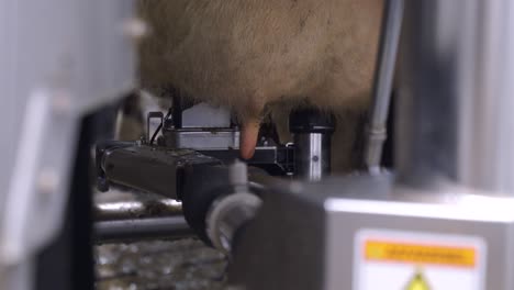 Close-Up-Of-A-Cow-Udder-Being-Milked-Automatically-By-A-Milking-Robot-Arm