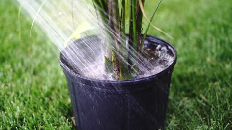 Bewässerung-Einer-Topfpflanze-Mit-Duschkopfdüse-Am-Gartenschlauch,-Nahaufnahme