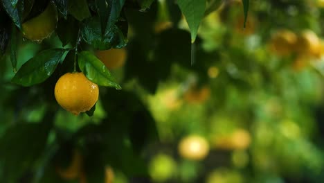 Nahaufnahme-Eines-Zitronenbaums-Im-Regen