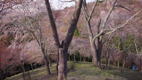 Peaceful-Spring-Park-in-Japan,-Sakura-Begin-to-Bloom-over-Yoshino,-Nara