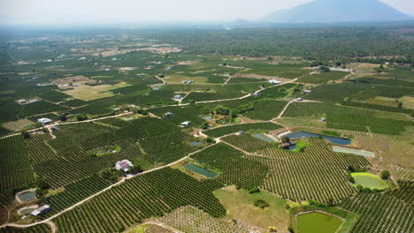 Aerial-Panoramic-View-Of-Vietnamese-Dragon-Fruit-Plantation