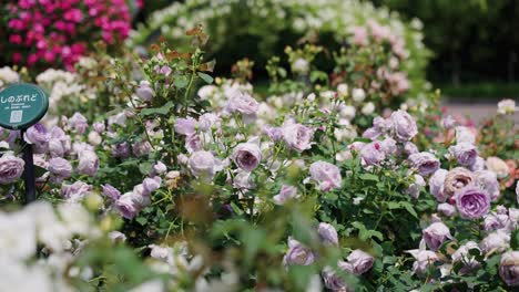 Rosas-Púrpuras-Coloridas-En-El-Parque-Jardín-En-Un-Cálido-Día-Soleado-4k