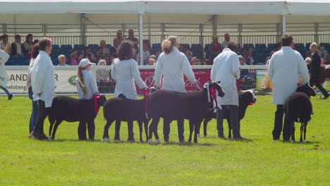 Royal-Cornwall-Show-with-a-Grand-Parade-of-Cattle,-Sheep-and-Goats-Standing-in-Front-of-an-Audience