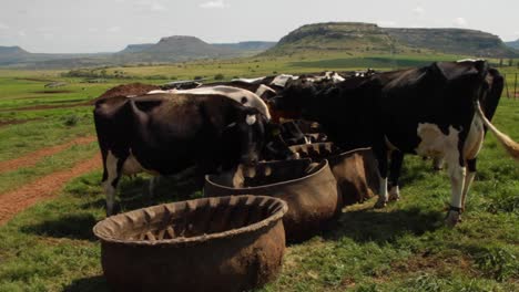 Cows-grazing-at-the-trough