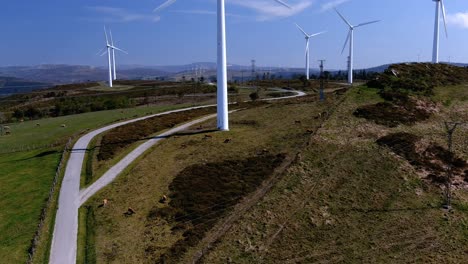 Bio-Rinderhof,-Der-Auf-Den-Grünen-Bergwiesen-Zwischen-Windkraftanlagen-Mit-Stromleitungen-Weidet
