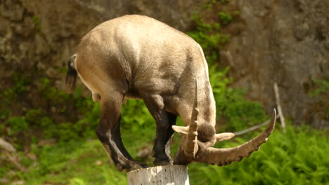 A-male-Alpine-Ibex-standing-on-a-small-wooden-stand-and-eating-from-it