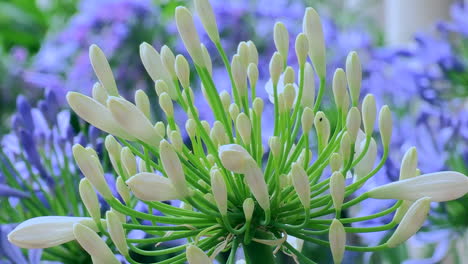 Nahaufnahme-Einer-Weißen-Knoblauchzwiebelblüte,-Weißer-Blütenkopf,-Grüne-Stiele,-Mit-Verschwommenem-Lila-Hintergrund