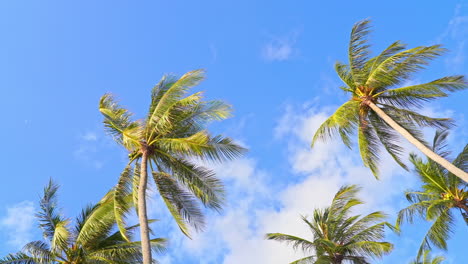 Angle-up-palm-tree-fronds-blow-in-the-tropical-blue-skies