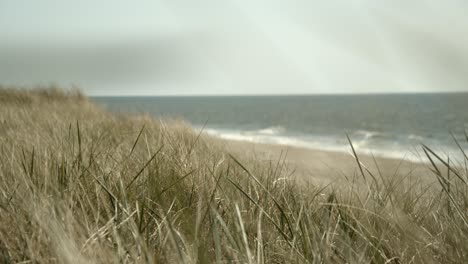 Dune-grass-moves-in-the-wind-on-the-dunes-of-Sylt-with-the-beach-and-the-Northsea-in-the-background-4k-60fps