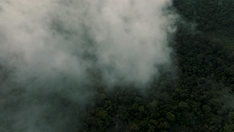 Top-down-aerial-view-over-dense-evergreen-canopy-of-Amazon-rainforest